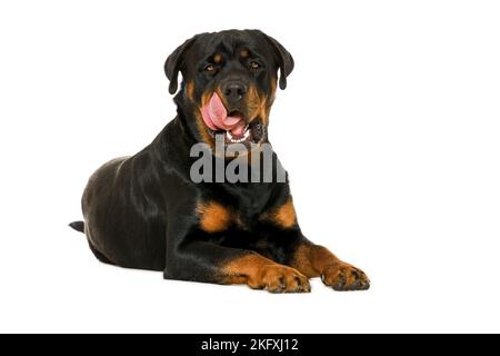 Rottweiler devant un fond blanc Banque D'Images