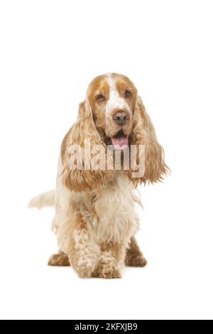 Cocker Anglais in front of white background Banque D'Images