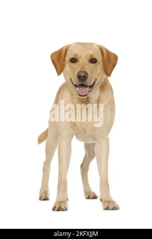 Labrador Retriever in front of white background Banque D'Images