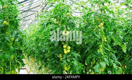 Les fruits de tomate sont accrochés à des variétés indéterminées de plants de tomates dans une grande serre industrielle. Culture de légumes toute l'année avec hydr Banque D'Images