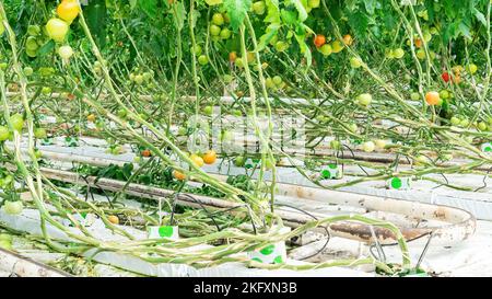 Technologie hydroponique pour la culture de tomates toute l'année dans une serre. Gros plan d'un dispositif de technologie hydroponique dans une serre en fonctionnement. En pleine croissance Banque D'Images