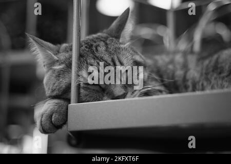 Photo en niveaux de gris d'un chat mignon dormant dans une cage Banque D'Images