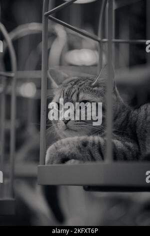 Photo verticale en niveaux de gris d'un chat mignon assis dans une cage Banque D'Images
