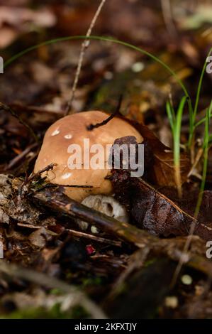 Boletus est le roi de la forêt et toutes sortes de champignons, un champignon d'automne comestible dans la forêt entre les feuilles, un champignon populaire. Banque D'Images