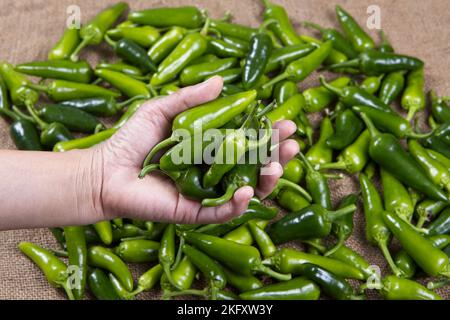 Une photo de concept d'une main tenant des poivrons verts chauds fraîchement récoltés dans cette image de studio. Banque D'Images