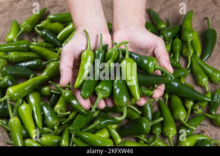 Une photo de concept d'une paire de mains tenant des poivrons verts chauds fraîchement récoltés dans cette image de studio. Banque D'Images