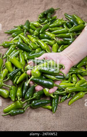 Une photo de concept d'une main tenant des poivrons verts chauds fraîchement récoltés dans cette image de studio. Banque D'Images