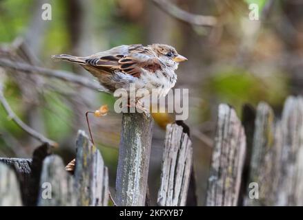 Berlin, Allemagne. 10th octobre 2021. 10.10.2021, Berlin. Une maison d'épars (Passer domesticus) est située sur une clôture de jardin en bois avec plumage à volants dans le vent. Crédit: Wolfram Steinberg/dpa crédit: Wolfram Steinberg/dpa/Alay Live News Banque D'Images