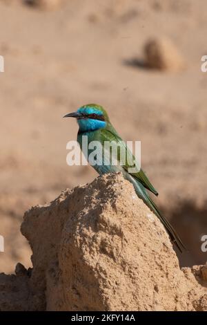 L'épic vert arabe sur le rocher près d'Eilat, Israël Banque D'Images