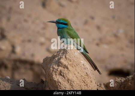 L'épic vert arabe sur le rocher près d'Eilat, Israël Banque D'Images