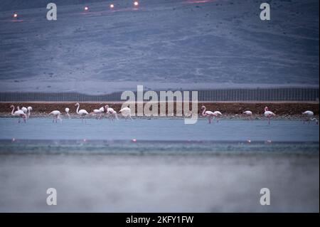 Grand Flamingo au lac dans le sud d'Israël Banque D'Images