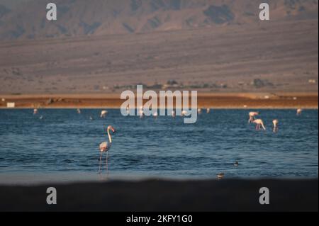 Grand Flamingo au lac dans le sud d'Israël Banque D'Images