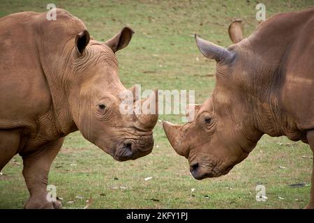 Deux rhinocéros se faisant face l'un à l'autre de la tête à la tête. Herbe, détail corne, tête, rage, défi, puissance Banque D'Images