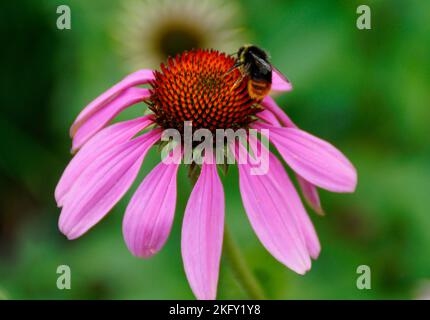 Un bourdon moelleux assis sur une magnifique grande conefère pourpre ou Echinacea purpurea lors d'une belle journée d'été à Augsburg, Bavière, Allemagne Banque D'Images