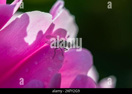 Une mouche debout sur une pivoine rose dans le jardin au printemps Banque D'Images