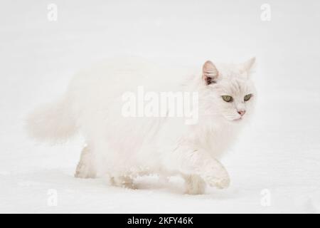 Chat blanc marchant sur la neige blanche. Animaux en hiver concept Banque D'Images