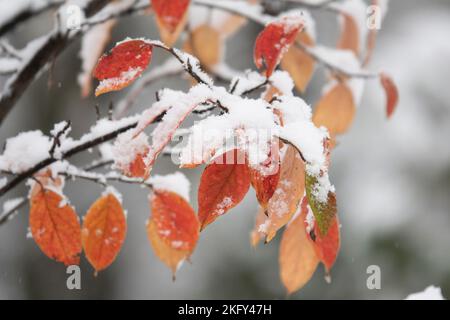 Feuilles jaunes d'automne recouvertes de neige. Le début de l'hiver par temps froid Banque D'Images