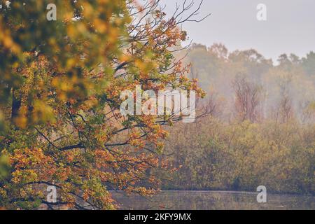 Couleur d'automne dans le marais du nord de l'Allemagne. Photo de haute qualité Banque D'Images