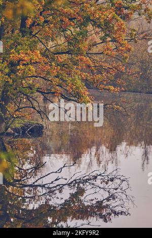 Les couleurs d'automne se reflètent dans le lac dans le marais du nord de l'Allemagne. Photo de haute qualité Banque D'Images