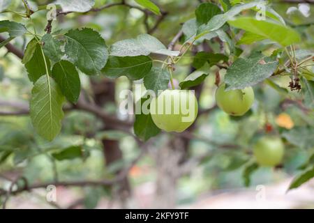 Les pommes vertes pèsent sur une branche d'arbre dans le jardin. Pommes non mûres. Banque D'Images