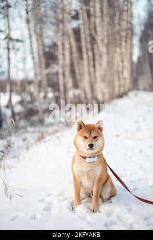 Le jeune chien rouge shiba inu est assis sur la neige à la ruelle de bouleau Banque D'Images