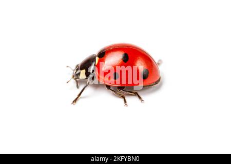 Coccinella septempunctata, photographie macro, photographie de gros plan extrême, isolé sur fond blanc Banque D'Images
