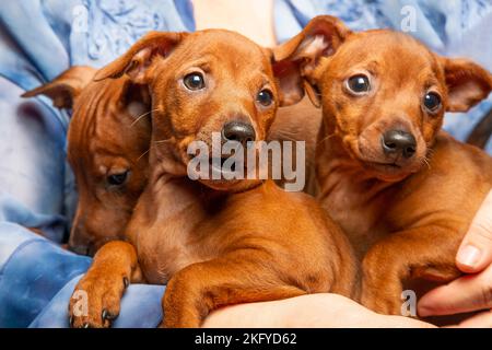 Trois petits chiots sont assis sur les mains d'un homme. Le propriétaire garde de petits chiots, de race pure. Les muzzles des chiens. Petits animaux de compagnie. Mini-broche. Zwegrpinscher Banque D'Images