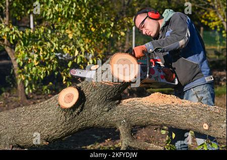 un homme scie le bois avec une tronçonneuse. coupe un tronc d'arbre Banque D'Images