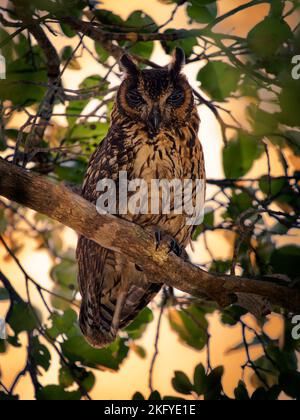 Hibou de Madagascar - ASIO madagascariensis aussi hibou malgache ou à longue date de Madagascar, endémique à l'île de Madagascar, adulte à côté du nid. Banque D'Images