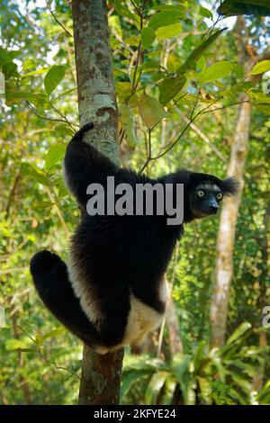 Indri indri - Babakoto le plus grand lémurien de Madagascar a un manteau noir et blanc, escalade ou accrochant, se déplaçant à travers la canopée, herbivore, feedi Banque D'Images