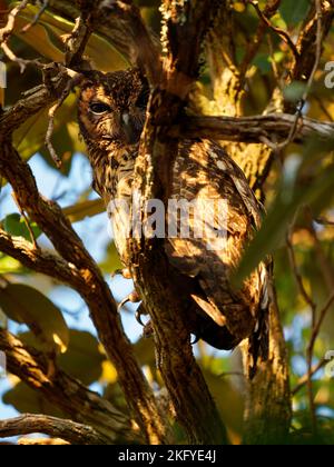 Hibou de Madagascar - ASIO madagascariensis aussi hibou malgache ou à longue date de Madagascar, endémique à l'île de Madagascar, adulte à côté du nid. Banque D'Images