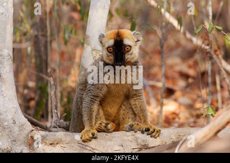 Lemur rouge - Eulémur fulvus rufus également citron brun roufous ou citrons à fronces rouges du nord, lémure de Madagascar, primate dans une forêt sèche typique, grimpant sur le Th Banque D'Images