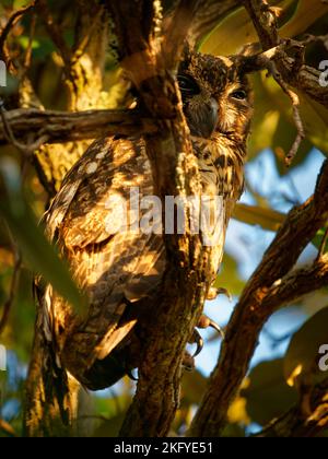 Hibou de Madagascar - ASIO madagascariensis aussi hibou malgache ou à longue date de Madagascar, endémique à l'île de Madagascar, adulte à côté du nid. Banque D'Images