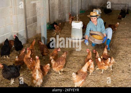 La femme kazakh nourrit les poules pondeuses Banque D'Images