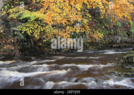 Couleurs d'automne, Bow Lee Beck, North Pennines, Teesdale, Comté de Durham, ROYAUME-UNI Banque D'Images