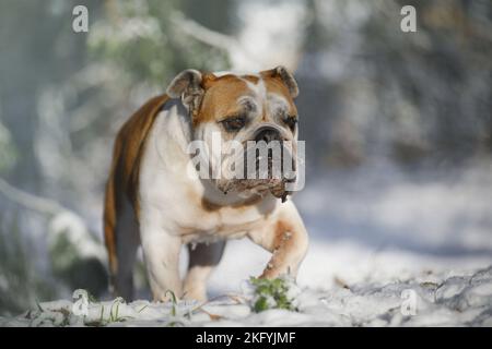 Bulldog anglais dans la neige Banque D'Images