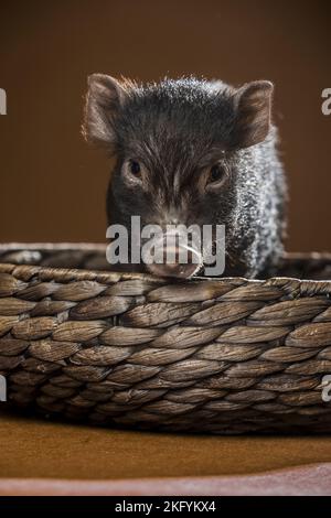 jeune microcochon Banque D'Images