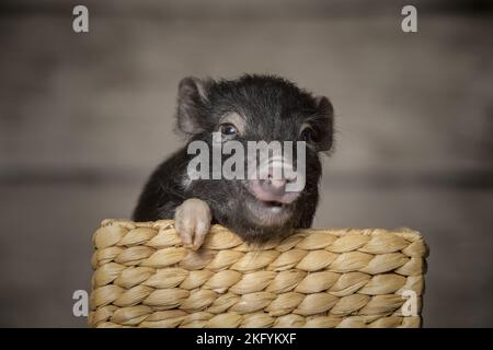 jeune microcochon Banque D'Images