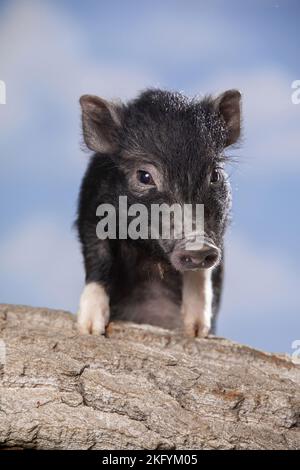 jeune microcochon Banque D'Images