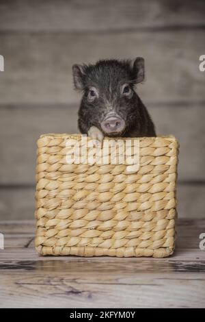 jeune microcochon Banque D'Images