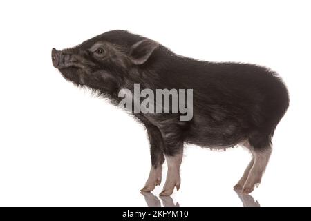 jeune microcochon Banque D'Images