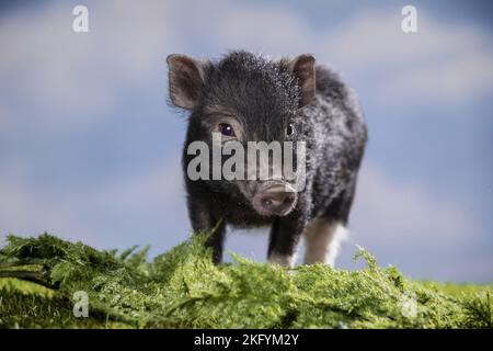 jeune microcochon Banque D'Images