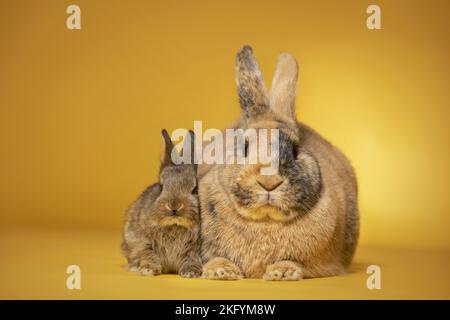 lapin femelle avec bébé Banque D'Images