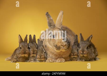 famille des lapins Banque D'Images