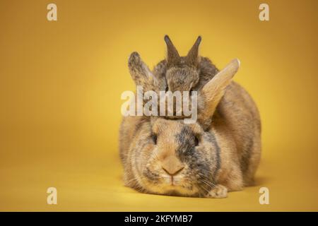 lapin femelle avec bébé Banque D'Images