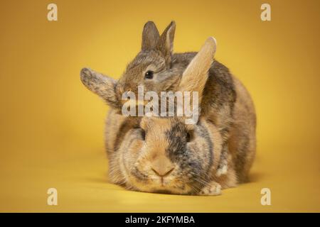 lapin femelle avec bébé Banque D'Images