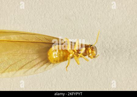 Vue ventrale rapprochée de Nasute Termite (Nasutitermitinae) alate, Australie méridionale Banque D'Images