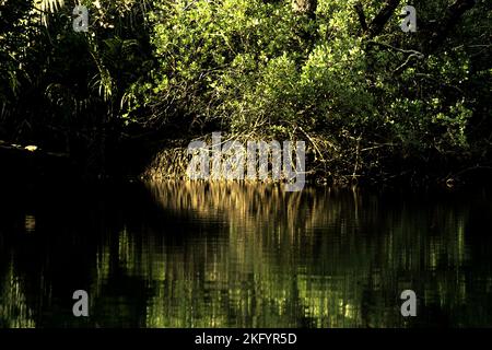 Végétation sur la rive de la rivière Cigenter dans l'île Handeuleum, une partie du parc national Ujung Kulon à Pandeglang, Banten, Indonésie. Banque D'Images