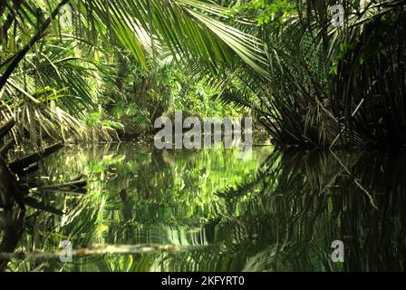 Une vue de la rivière Cigenter dans l'île Handeuleum, une partie du parc national Ujung Kulon, la seule et unique maison pour le rhinocéros de Javan (Rhinoceros sondaicus) en danger critique d'extinction, qui est situé à Pandeglang, Banten, Indonésie. Banque D'Images