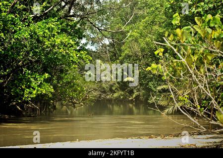 Forêt côtière sur l'estuaire de la rivière Cigenter dans l'île Handeuleum dans la zone du parc national Ujung Kulon à Pandeglang, Banten, Indonésie. Banque D'Images